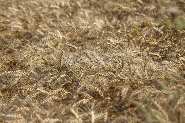 Campo Seminato Con Grano Giallo — Foto Stock