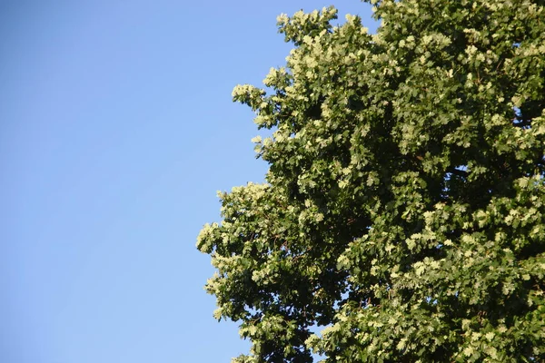 Grüne Eichenblätter Und Blauer Himmel — Stockfoto