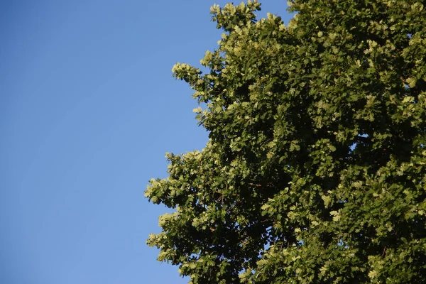 Listy Zeleného Dubu Modré Nebe — Stock fotografie