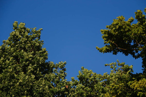 Green oak leaves and blue sky