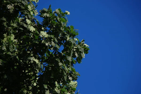Listy Zeleného Dubu Modré Nebe — Stock fotografie
