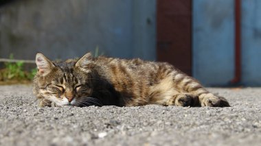 Kedi yerde, güneşin altında uyuyor.