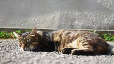 Kedi yerde, güneşin altında uyuyor.