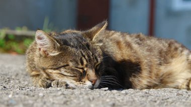 Kedi yerde, güneşin altında uyuyor.