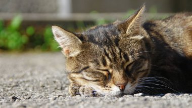 Kedi yerde, güneşin altında uyuyor.