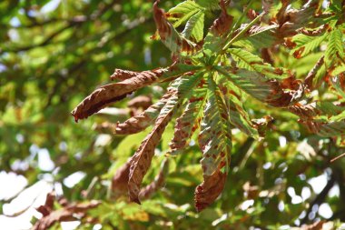 Hastalıktan zarar görmüş yeşil kestane yaprakları.