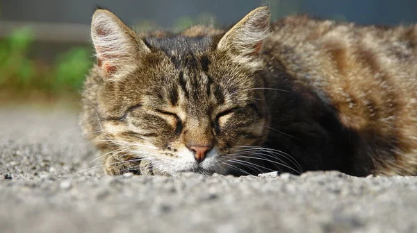 Katten Sover Solen Marken — Stockfoto