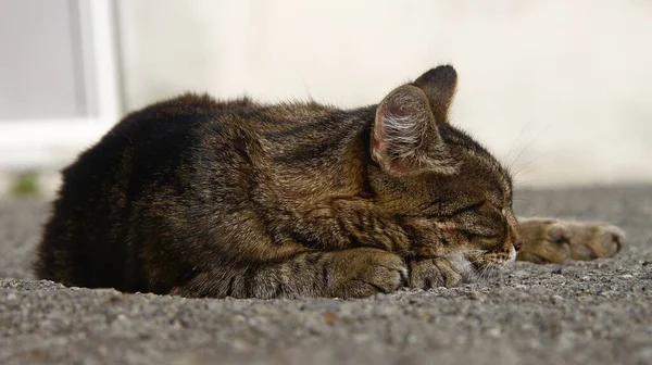 Γάτα Κοιμάται Στον Ήλιο Στο Έδαφος — Φωτογραφία Αρχείου