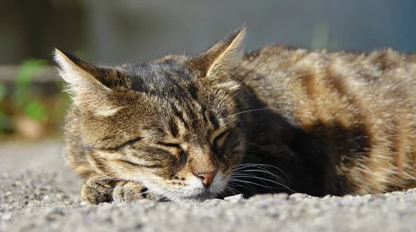 Gato Dorme Sol Chão — Fotografia de Stock