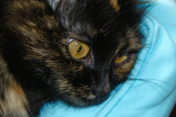 Gato Negro Con Ojos Amarillos Está Sentado Sofá — Foto de Stock