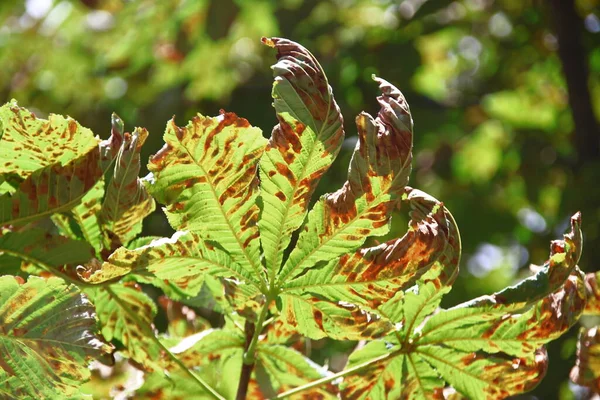 Feuilles Châtaignier Vert Endommagées Par Maladie — Photo