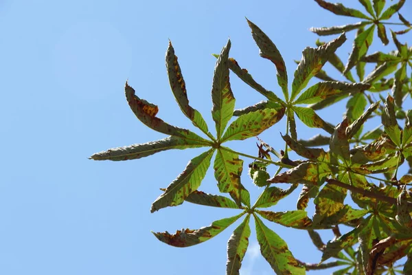Folhas Castanha Verde Que São Danificadas Pela Doença — Fotografia de Stock
