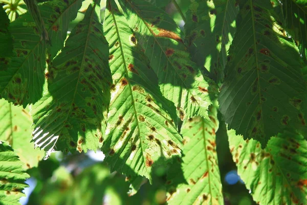 Feuilles Châtaignier Vert Endommagées Par Maladie — Photo