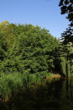 Ağustosta parkın güzel manzarası