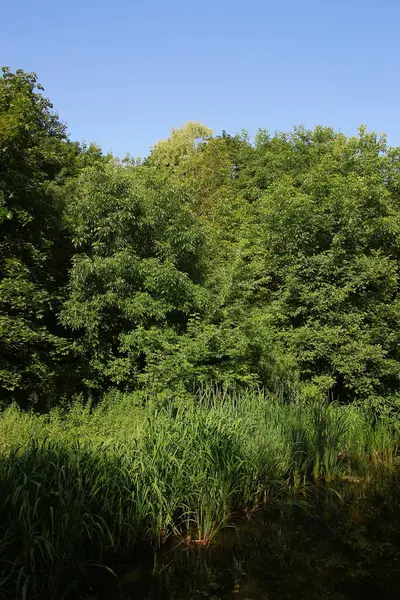 Schöne Landschaft Park August — Stockfoto