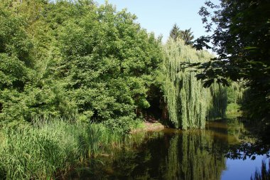 Parkta güzel doğa ve ağustosta yeşil ağaçlar