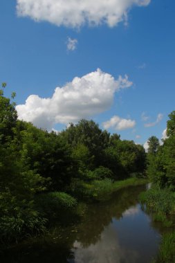 Parkta güzel doğa ve ağustosta yeşil ağaçlar