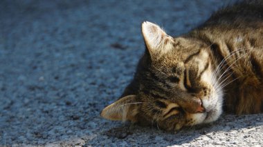 Kedi asfaltta güneşin altında uyuyor.