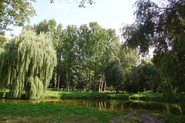 Schöne Natur Park Und Grüne Bäume August — Stockfoto
