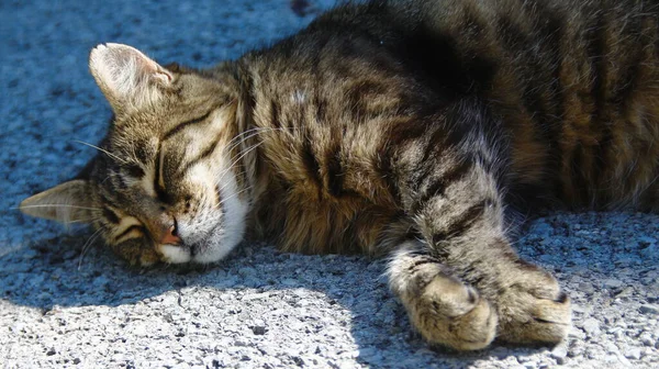 Gato Dorme Sol Asfalto — Fotografia de Stock