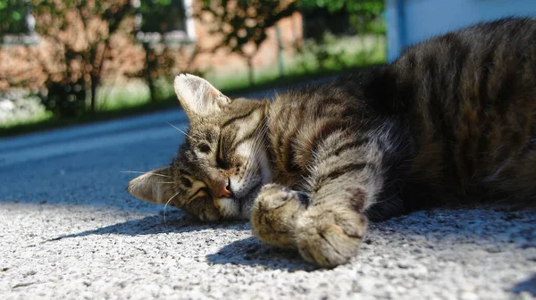 Kočka Spí Slunci Asfaltu — Stock fotografie