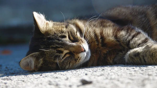 Γάτα Κοιμάται Στον Ήλιο Στην Άσφαλτο — Φωτογραφία Αρχείου