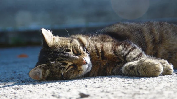 고양이는 아스팔트에서 햇볕을 — 스톡 사진