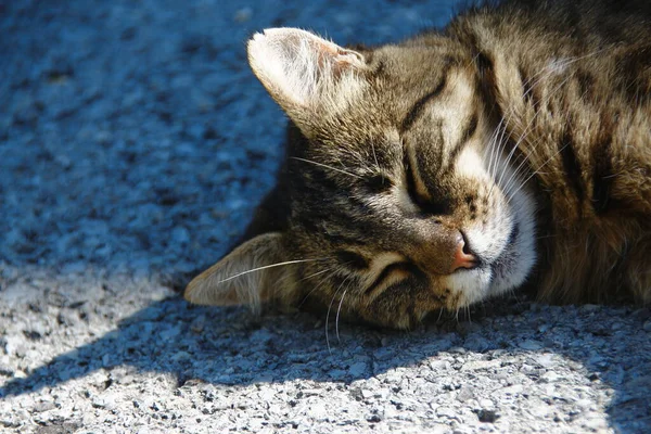 猫在阳光下睡在沥青路面上 — 图库照片