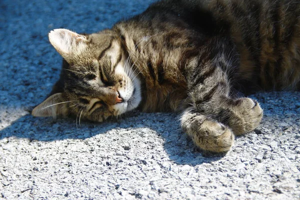 Кіт Спить Сонці Асфальті — стокове фото