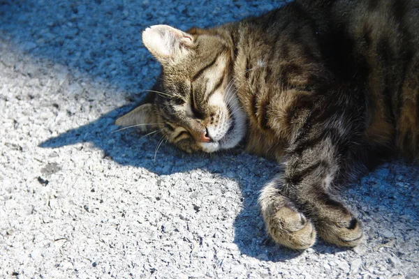 Chat Dort Soleil Sur Asphalte — Photo