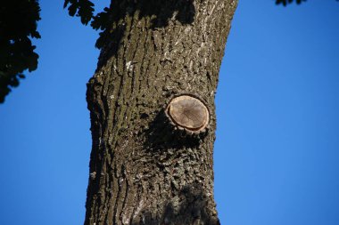 Gökyüzünün arka planında eski büyük bir ağacın tacı