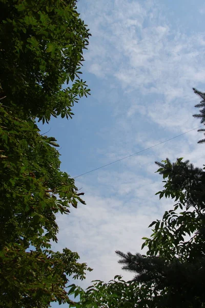 Лес Голубое Небо Дороги — стоковое фото