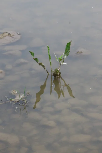 Puddle Στο Δρόμο Μετά Βροχή — Φωτογραφία Αρχείου