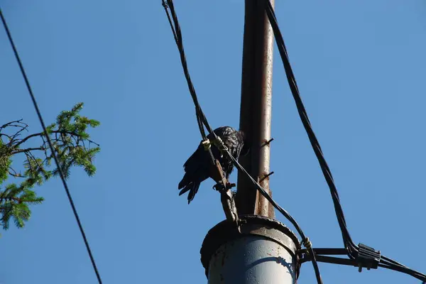 Kraftledningar Bakgrund Himlen Augusti — Stockfoto