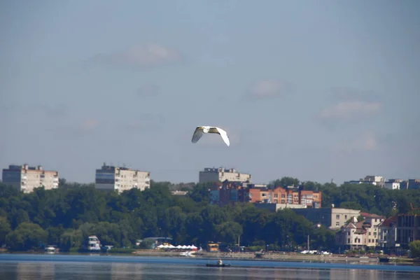 Білий Птах Летить Над Водою Над Ставком — стокове фото