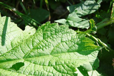 Yolun yakınındaki çimlerde yeşil dulavratotu