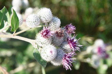 Devedikeni ve dulavrat otların arasında yol kenarında.