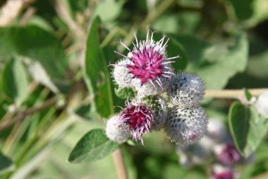 Devedikeni ve dulavrat otların arasında yol kenarında.