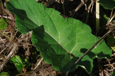 Yolun yakınındaki çimlerde yeşil dulavratotu