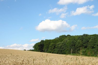 Ağustosta güzel bir manzara, yani orman ve tarlalı mavi gökyüzü.