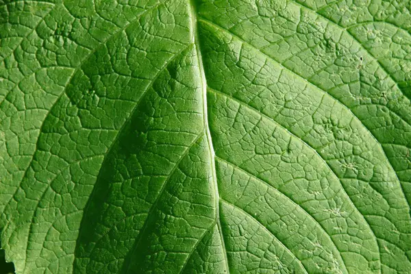 Зелений Лопух Траві Біля Дороги — стокове фото