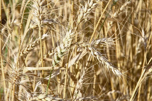 Orelhas Amarelas Trigo Campo — Fotografia de Stock