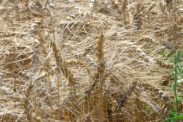 Orelhas Amarelas Trigo Campo — Fotografia de Stock