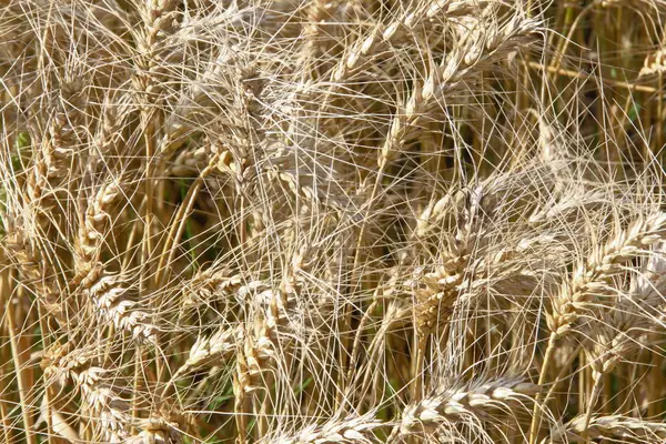 Orelhas Amarelas Trigo Campo — Fotografia de Stock