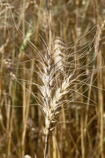 野の小麦の黄色の耳 — ストック写真