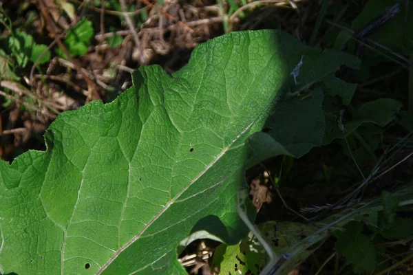 Groene Klis Het Gras Bij Weg — Stockfoto