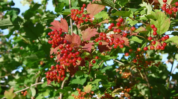 茂みの上のビブラムの赤い果実 — ストック写真