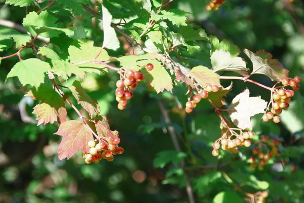 Red Berries Viburnum Bush — Stock Photo, Image