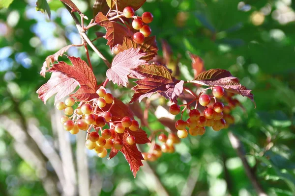 Bagas Vermelhas Viburnum Arbusto — Fotografia de Stock