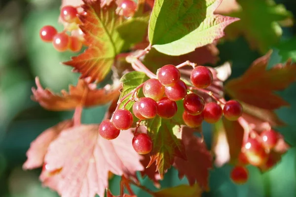 Rote Beeren Von Viburnum Auf Dem Strauch — Stockfoto